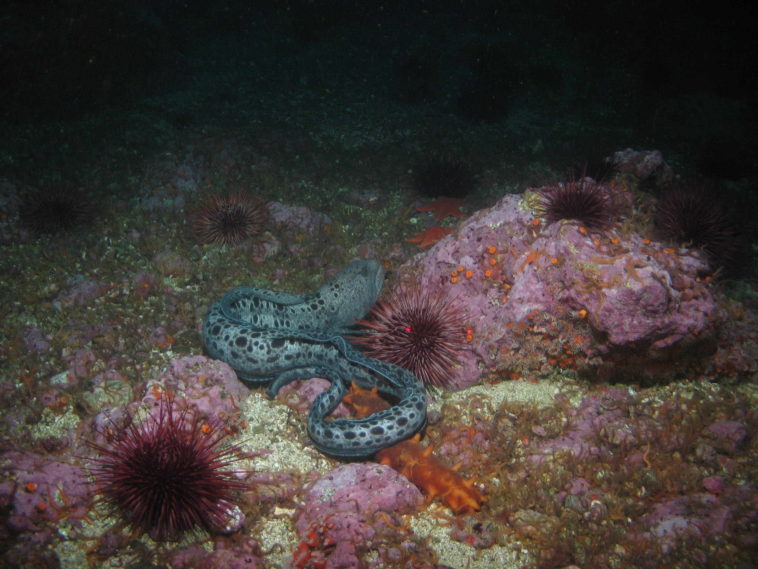 Wolf-eel, sea urchins, sea cucumbers and anemones